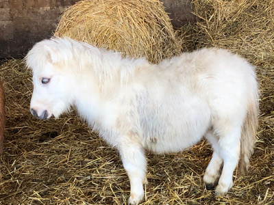 shetland pony news