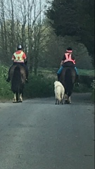 shetland pony news