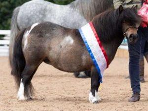 shetland pony news