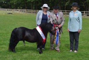 shetland pony news