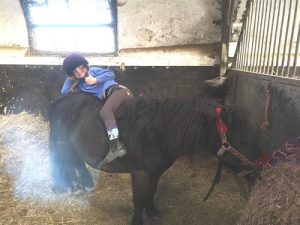 shetland pony news