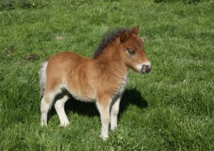 shetland pony news