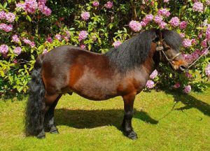 shetland pony news