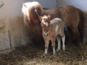 shetland pony news