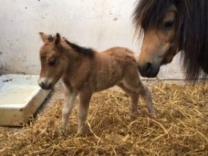 shetland pony news