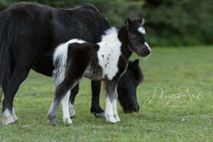 shetland pony news