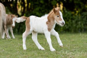 shetland pony news