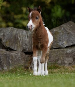 shetland pony news