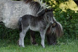 shetland pony news