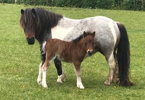 shetland pony news