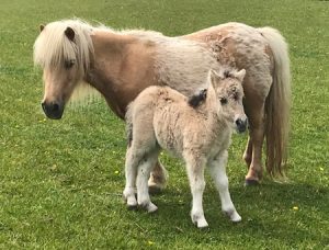 shetland pony news