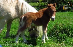 shetland pony news