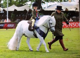 shetland pony news