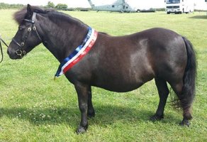 shetland pony news