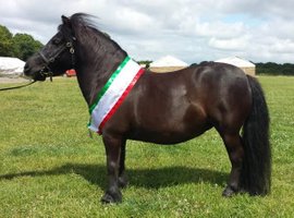 shetland pony news