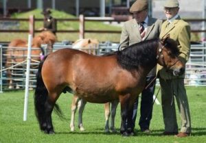 shetland pony news