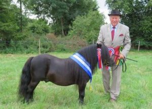 shetland pony news