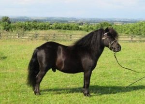 shetland pony news