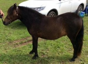 shetland pony news