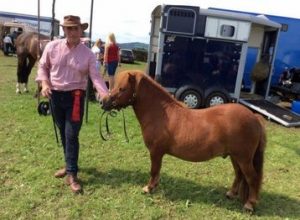 shetland pony news