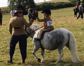 shetland pony news