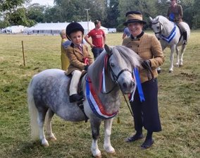 shetland pony news