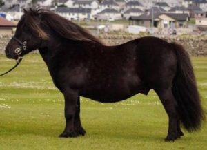 shetland pony news