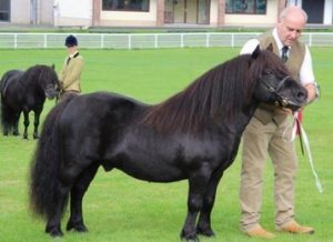 shetland pony news