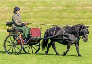 shetland pony news