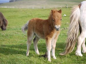 shetland pony news