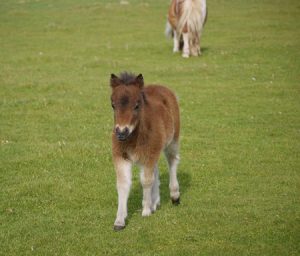 shetland pony news