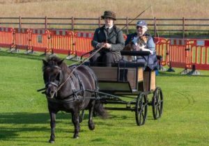 shetland pony news