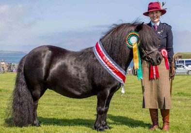 shetland pony news