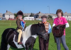 shetland pony news