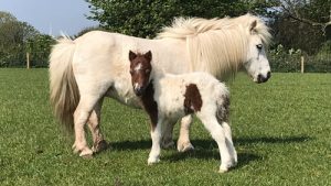 shetland pony news