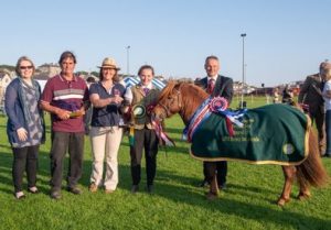 shetland pony news