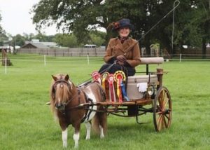 shetland pony news