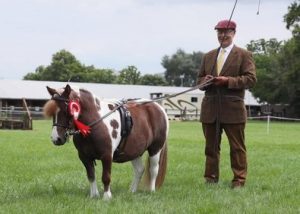 shetland pony news