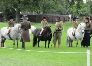 shetland pony news