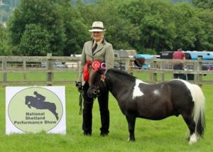 shetland pony news