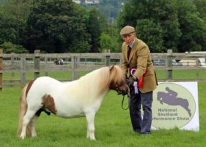 shetland pony news