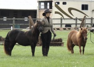 shetland pony news