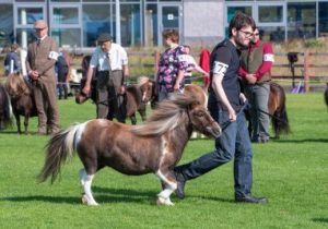 shetland pony news