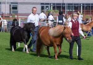 shetland pony news