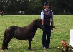 shetland pony news