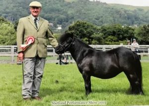 shetland pony news