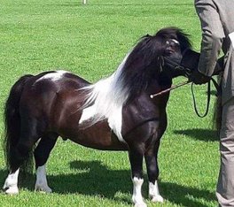 shetland pony news