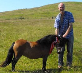 shetland pony news