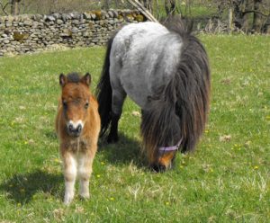 shetland pony news