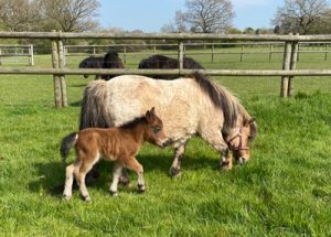 shetland pony news